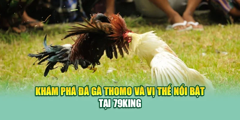 Khám phá đá gà thomo và vị thế nổi bật tại 79King