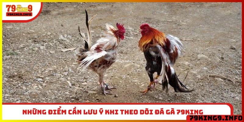 Những điểm cần lưu ý khi theo dõi đá gà 79King
